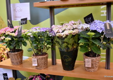 De Hype Unique Line van Sjaak van Schie met de speciale soorten die voortkomen uit de samenwerking met HiBreeding en aangesloten partijen. 